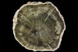 Triassic Woodworthia Petrified Log - Zimbabwe #74064-1
